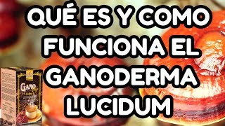 Qué es y Cómo Funciona Ganoderma Lucidum y Por qué en café