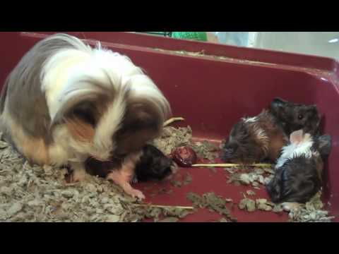 How do I know when my guinea pig will give birth?