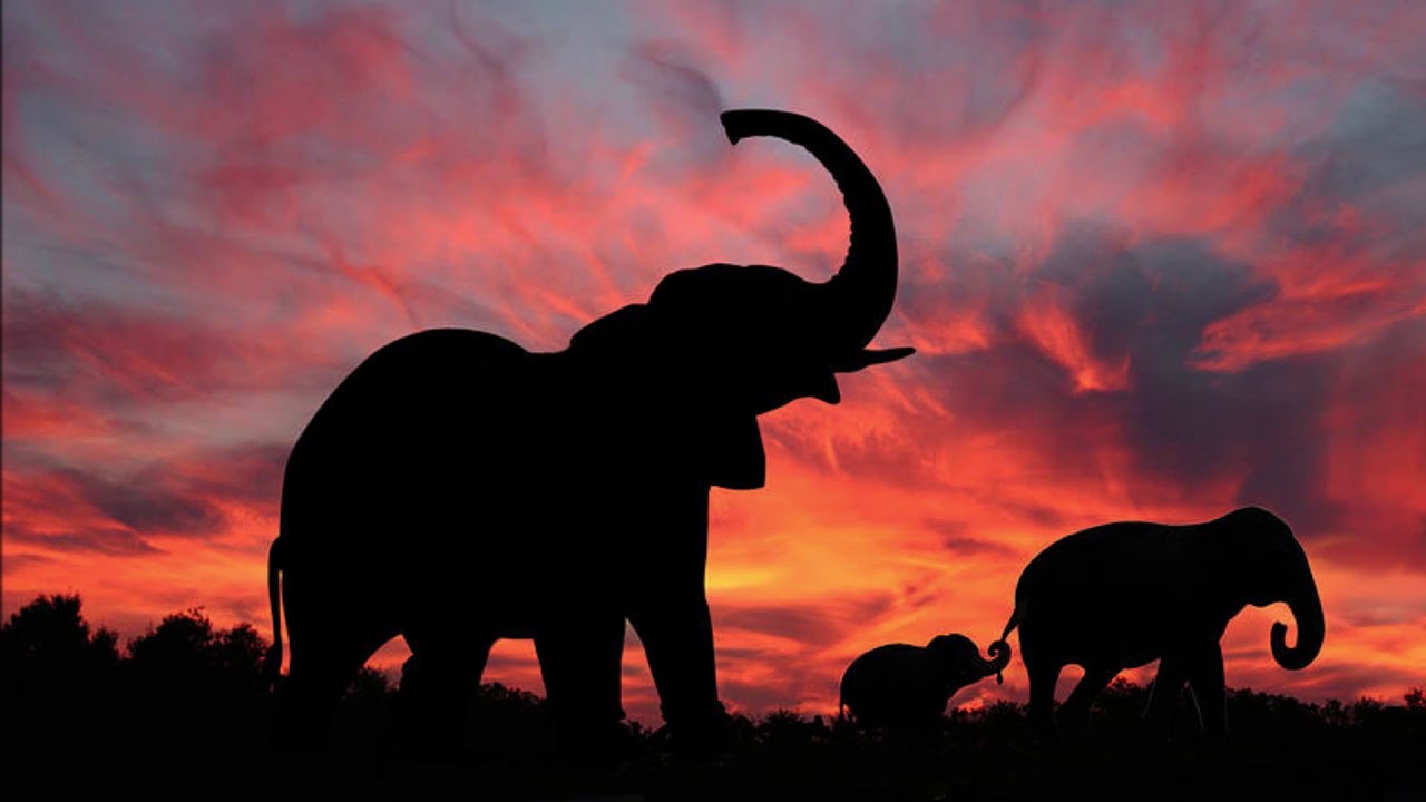 Le Cimetiere Des Elephants Reprise Par Mag Eddy Mitchell Youtube