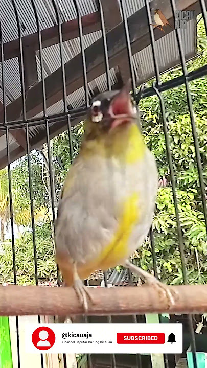 SUARA ASLI PLECI PAPUA NEMBAK-NEMBAK #viral #kicauaja #shorts #kicau #ampuh