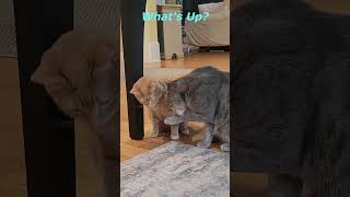 Johnny&#39;s New Found Toy. Cat&#39;s Funny Life. Cute Cats Jessica &amp; Johnny #shorts #cats #viral