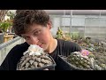 Ариокарпусы цветут в моей коллекции. Ariocarpus collection. Rare cactus blooming