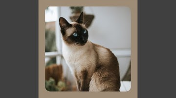 Pulsating Backdrops for Cute Cats