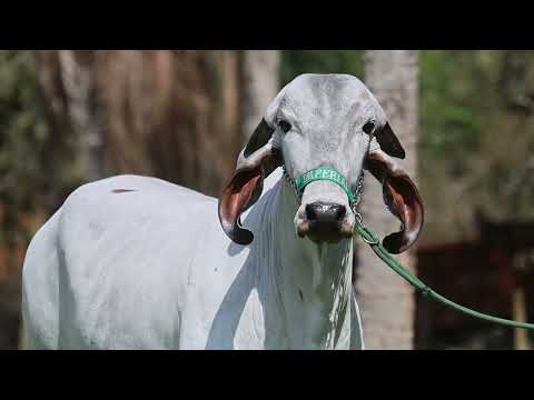 LOTE 11   JOCASTA BEY BEY6084