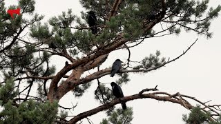 Большеклювые вороны угрожают экосистеме южного Приморья