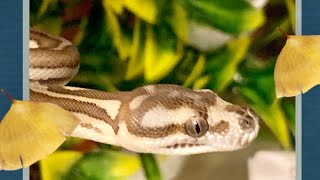 Famous Things to Consider if your Snake Dies Profile