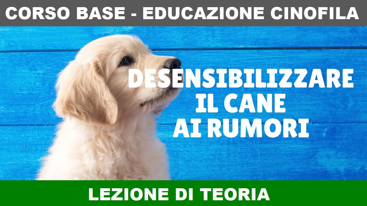 Desensibilizzare il cane ai rumori