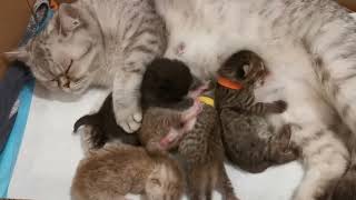 3 Day old Kittens fight for mother's milk