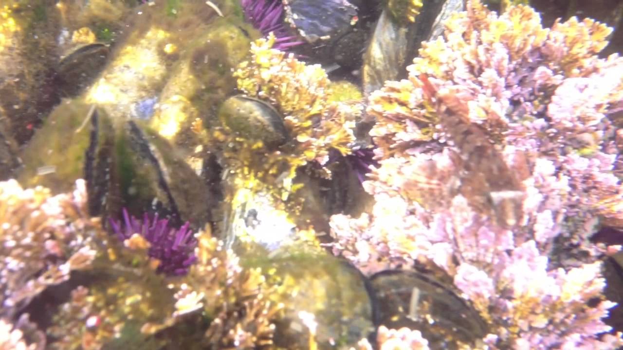 Tide pools @ Mendocino - YouTube