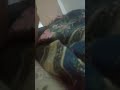 فضيحة لما صاحبك يقول انه بعرف يحكي انجليزي ههههههههه