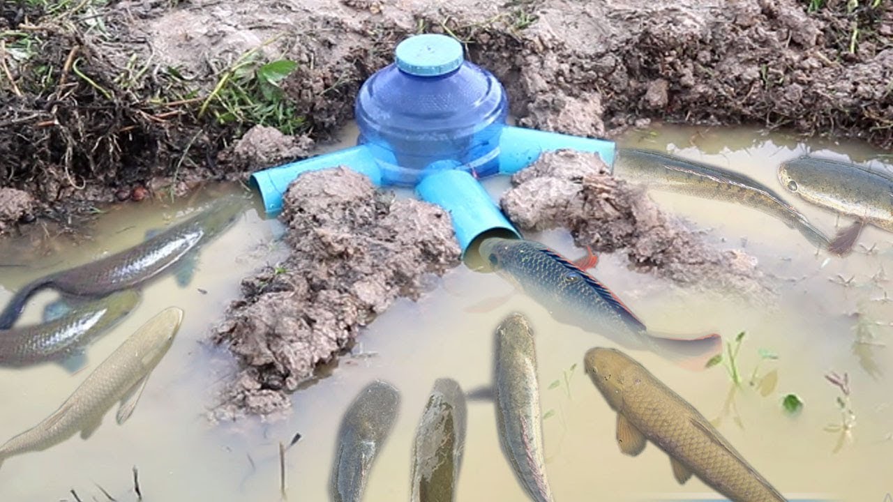 Smart Girl Make Deep Hole Fish Trap Using PVC And Plastic Bottle To ...