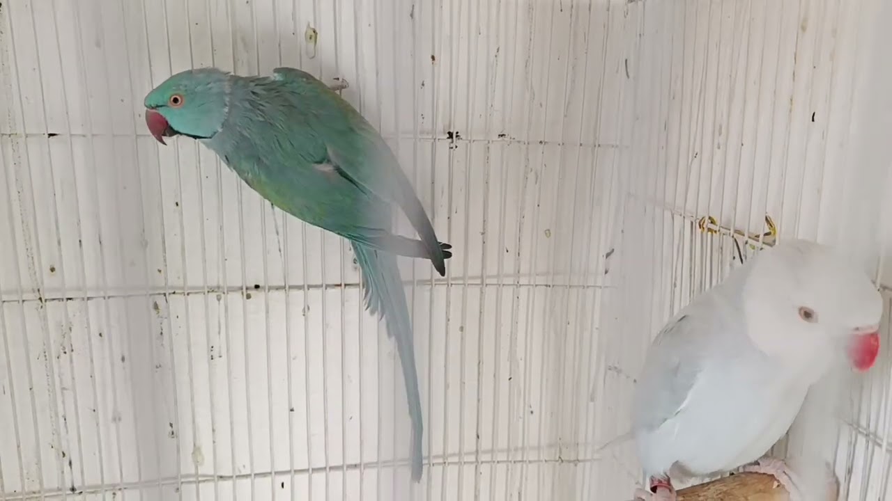زيارة عند الاخ أسامة للتعرف على الطيور التي يسهر على تربيتها اللهم بارك 🤲#birds #parrot #طيور_المغرب