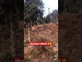Monkey’s attack |Monkey’s laugh | monkey |monkey’ bite | animals attack