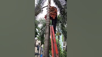 Harvesting Palm tree seeds | Palm Fruit #palmtrees #shorts