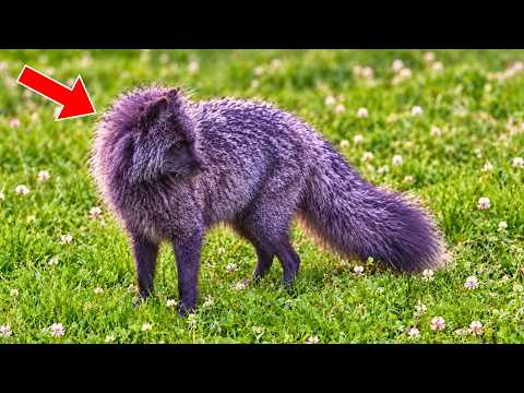 Photographer Captures a Purple-Looking Creature… Turns Pale When Scientists Reveal What It Really Is
