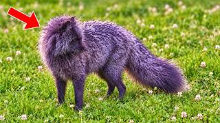 Photographer Captures a Purple-Looking Creature… Turns Pale When Scientists Reveal What It Really Is