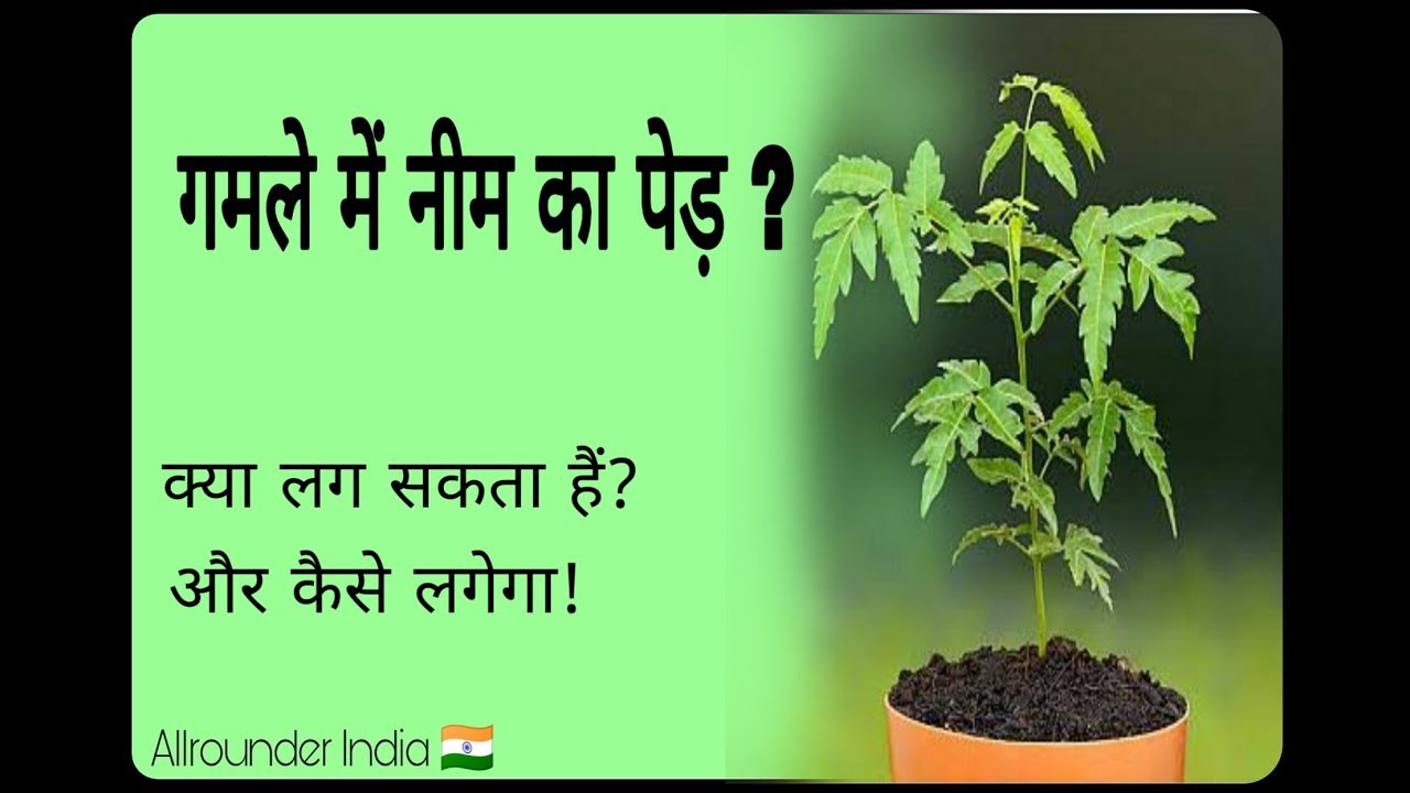 Neem tree gamle me neem plant how to plant neem tree at home YouTube