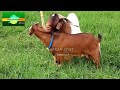 Boer goat nuevo lleg a la granja