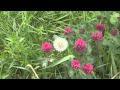 Macro Video improvements with the Panasonic SD700