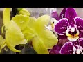 Ах!!! Какая красота! ОРХИДЕИ в КАСТОРАМА! орхидея с рваными краями, мультифлора (БЕЗ названий!!!)
