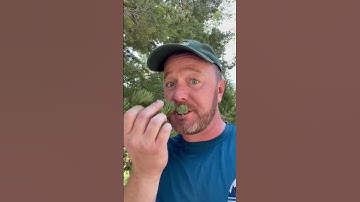 Foraging White Fir needles