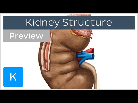 Kidney: Structure and Function (preview) - Human Anatomy | Kenhub