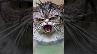 All The Funny Pics I Have