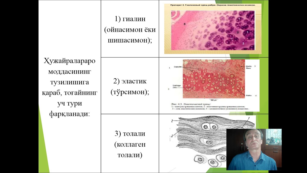 Тоғай тўқимаси (Textus cartilagineus)