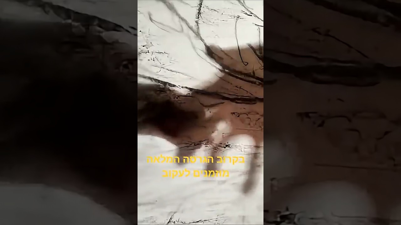 לכבוד חג האילנות הממשמש ובא .להזמנת הופעות: 0546580770