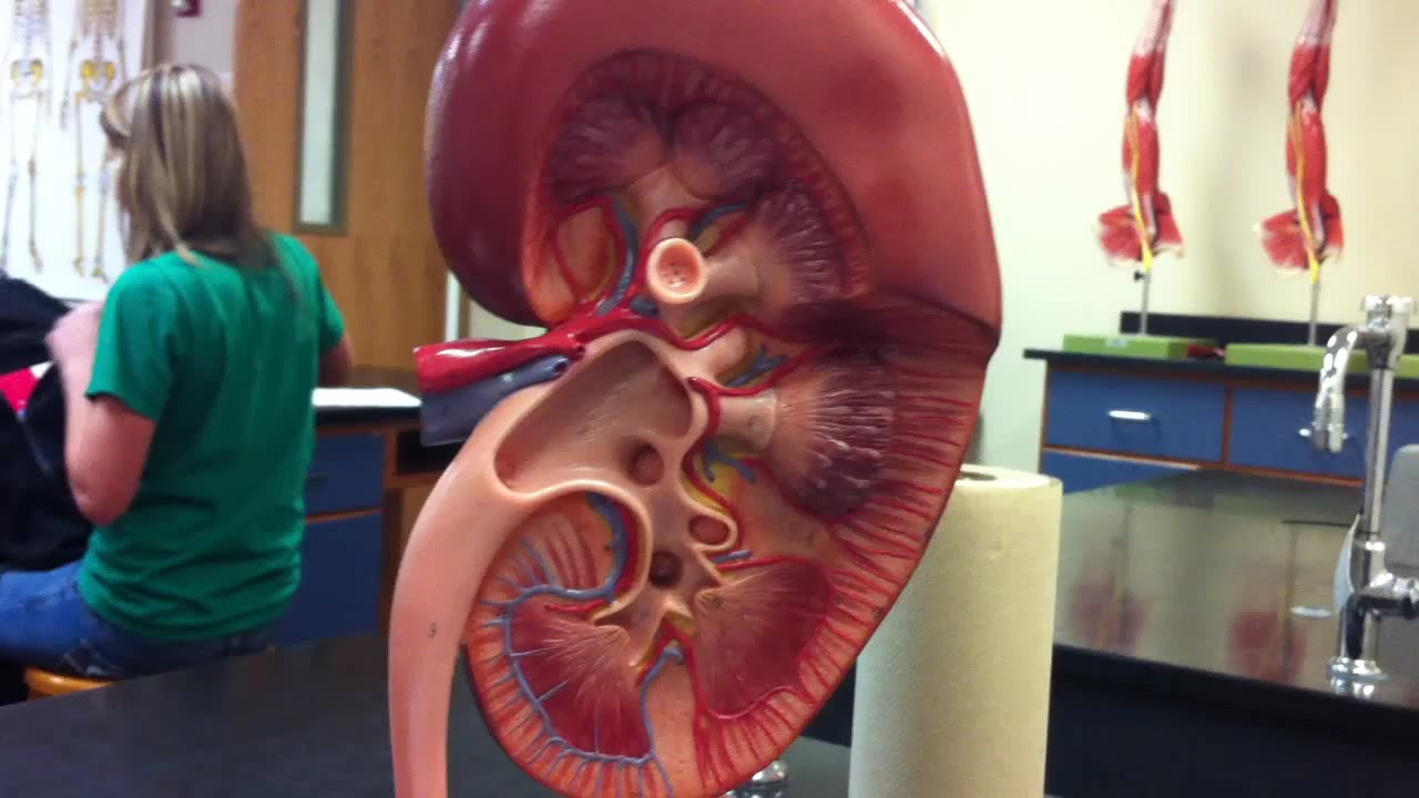 Anatomy & Physiology Lab: Gross Anatomy of the Kidney - YouTube