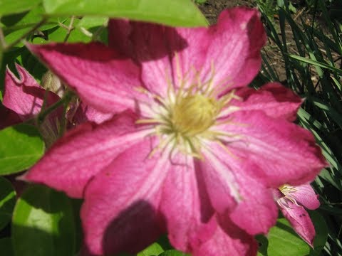 Video: Vanlige Spørsmål Om Clematis