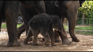 Saving Elephants The Race To Fight Eehv Episode 2