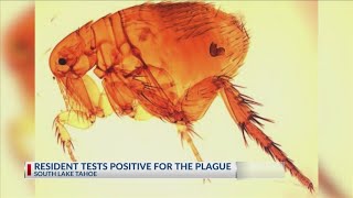 Resident Tests Positive For The Bubonic Plague In California