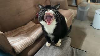 起きてすぐにいつもと違う場所に向かった猫が切なかった…。