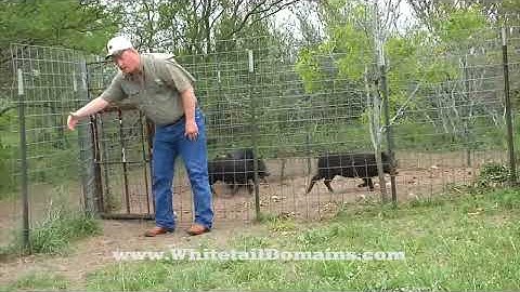 Home-Made Hog Trap and Pen