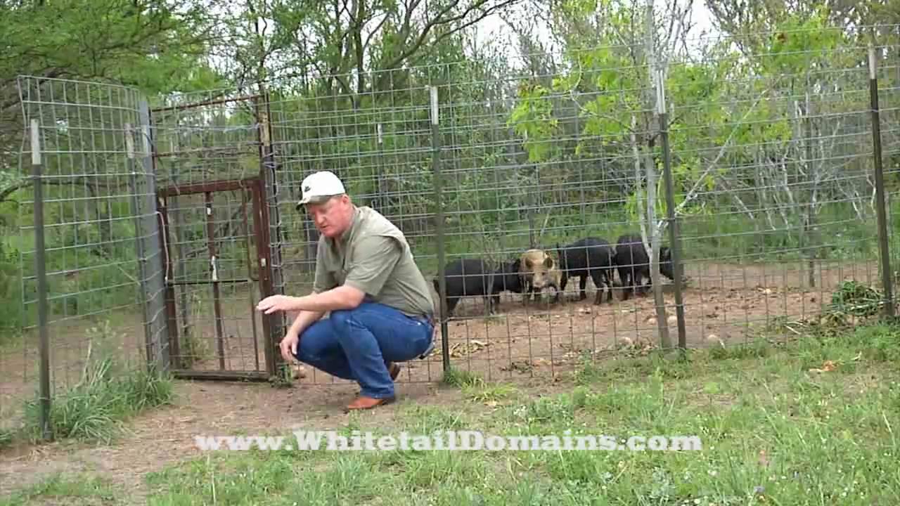 Home Made Hog Trap And Pen Youtube
