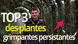 TOP 3 Des plantes grimpantes persistantes et sans entretien