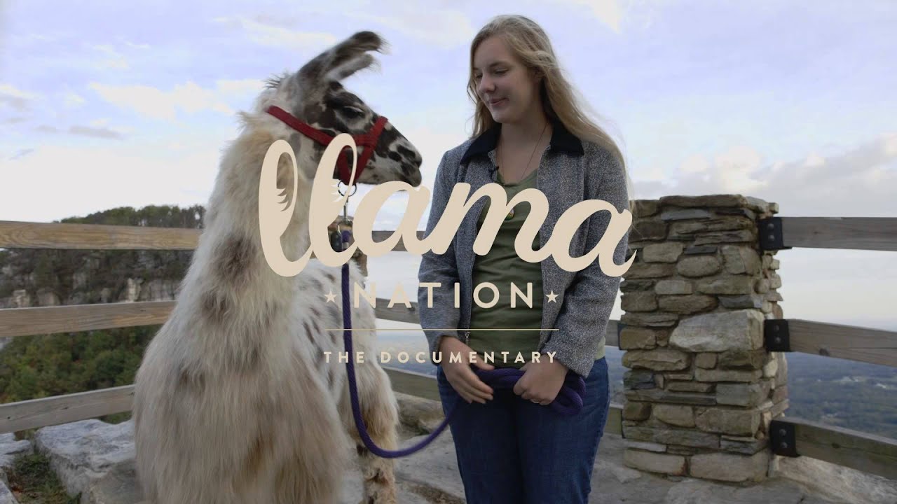 haha ne demek The Lebron James of Llamas