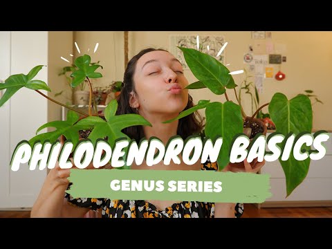 PHILODENDRON CARE AND PROPAGATION | + my philodendron collection!