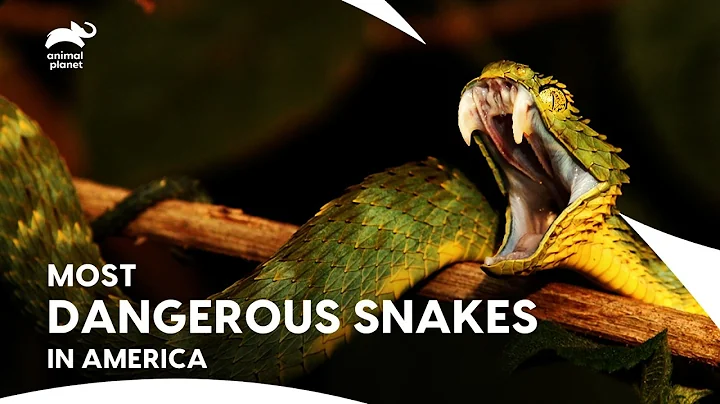 Top 10 Most Venomous Snakes in USA | Deadliest Snakes in America🐍| Animal Planet