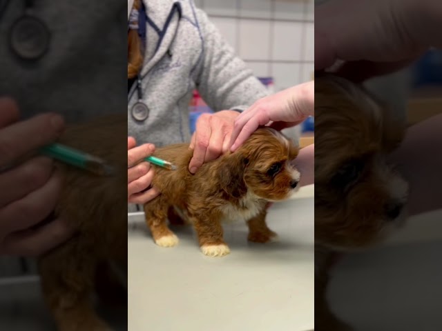 Top Havaneser vom Züchter: Traumhafte Hunde finden! 3 sddefault