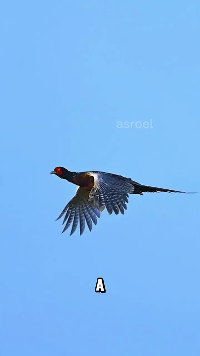 Rare Footage! Wild Pheasant Takes Flight After 20 Days of Observation