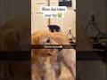 dogs being idiots #cutegolden #funny #funnypets #pets #funnydogs #funnyanimals #lovegoldens