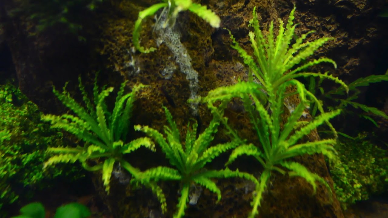 Pogostemon Helferi aquarium plant - YouTube