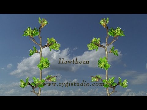 Timelapse of Growing Hawthorn Tree branch.