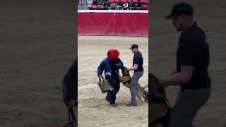 Las Vegas Metro Police K-9 Police Dog Bite Training | South Point Arena Las Vegas #shorts #lasvegas