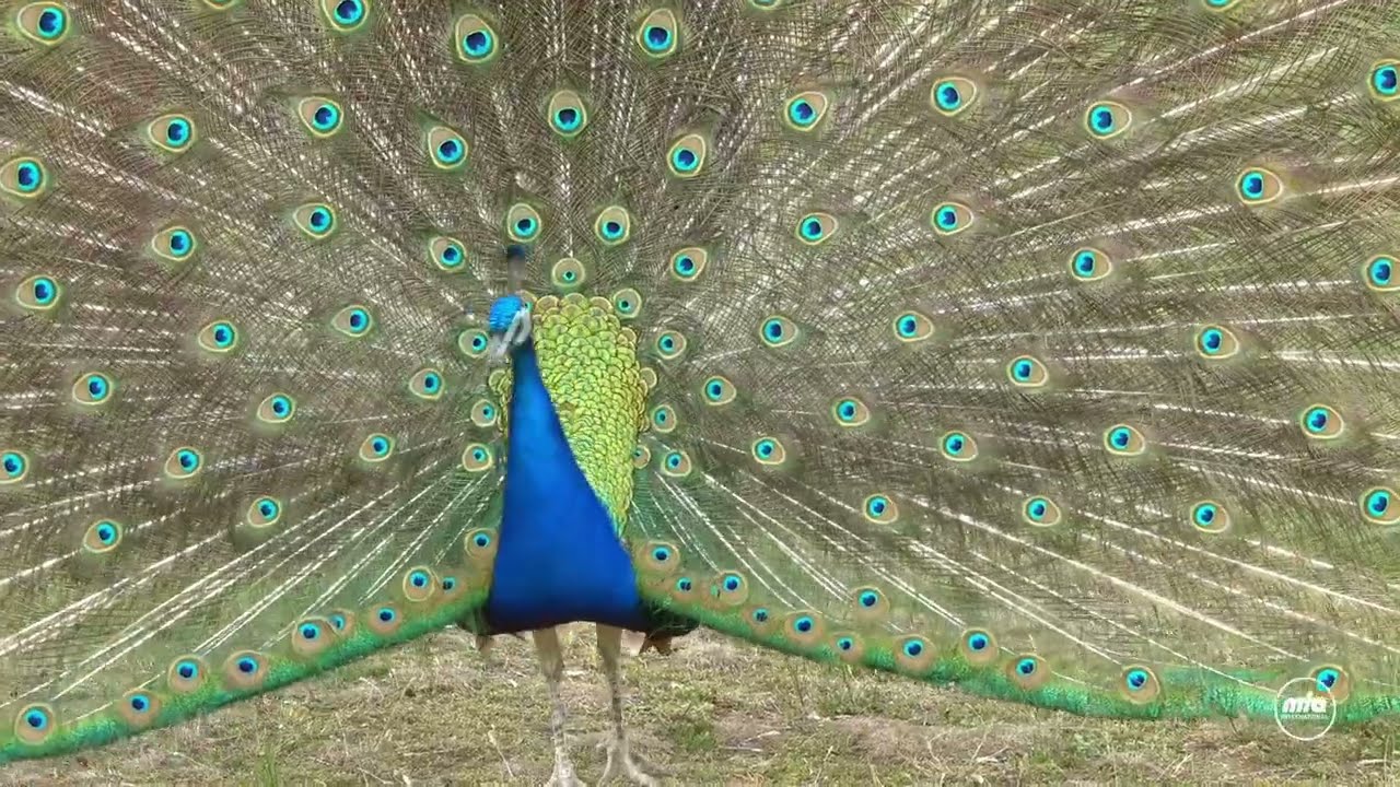 Wild Life of Pakistan | Peacock