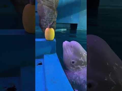 Video: Beluga ist ein trauriger Fisch