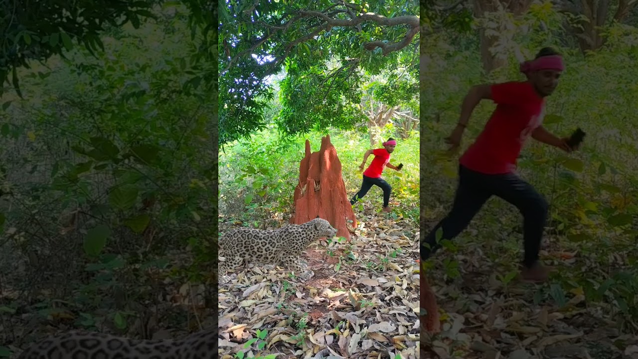 tiger attack 🐯🐯