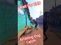 Owner Sleeping Dog Catch Up 💤😔#sleep #ytviral #shorts #dogwithpublicsafety #dog #pets